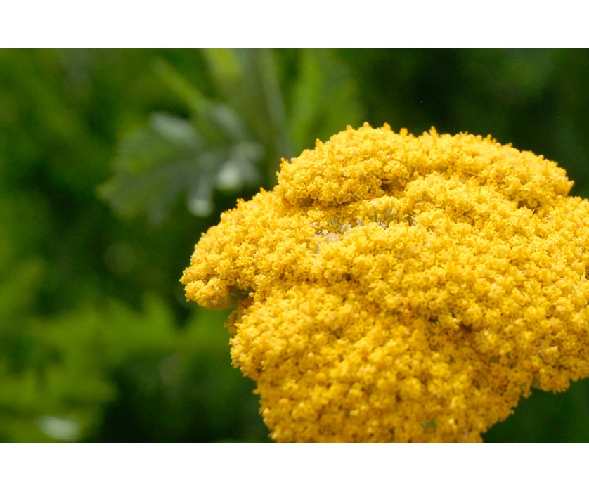 Coronation Gold Yarrow